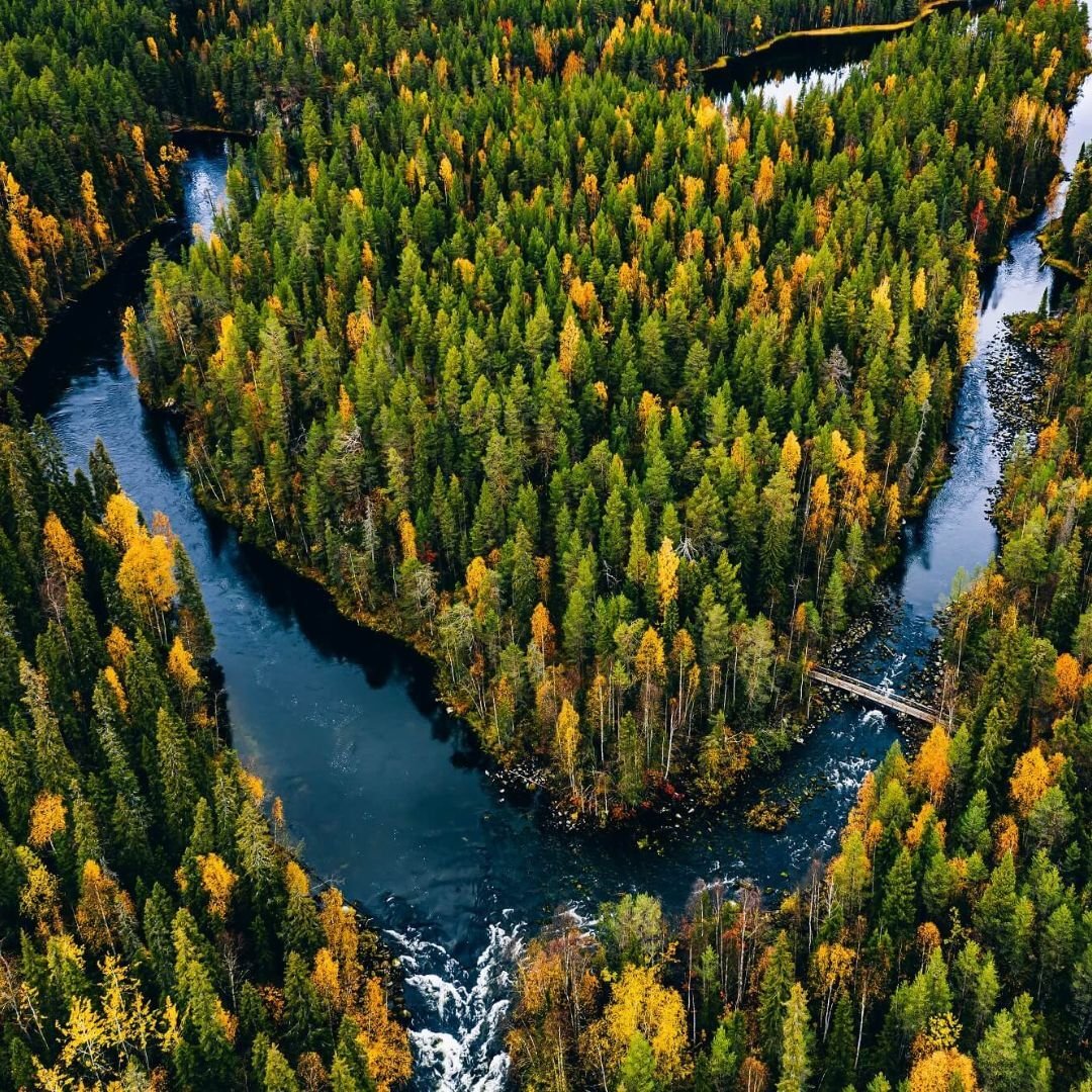 Forest inventory